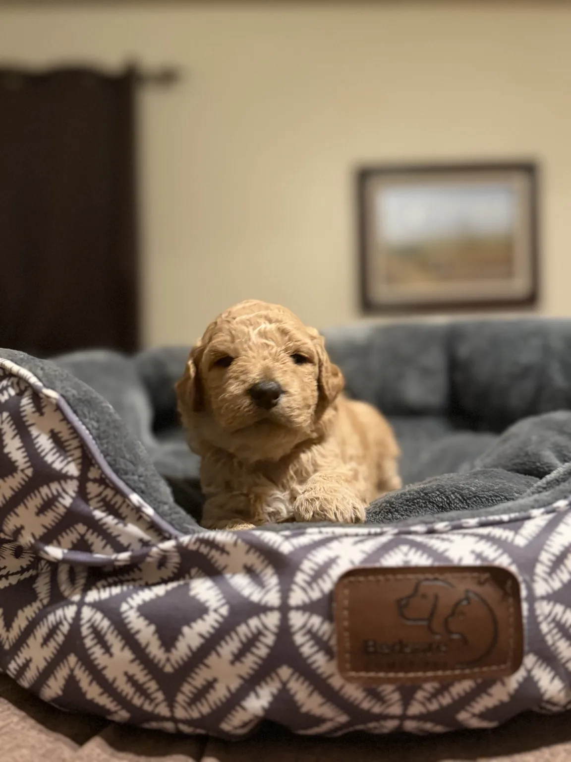 Abby Goldendoodle and Mini Poodle mix puppy photo