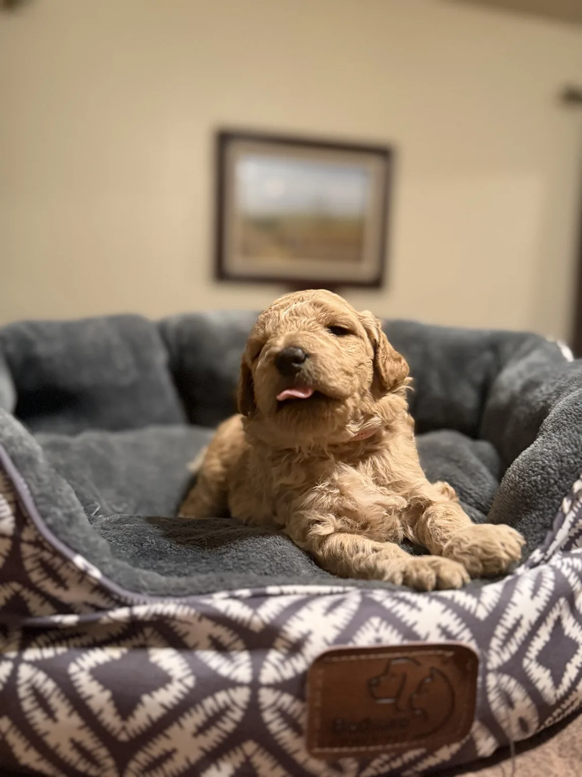 Abby Goldendoodle and Mini Poodle mix puppy photo