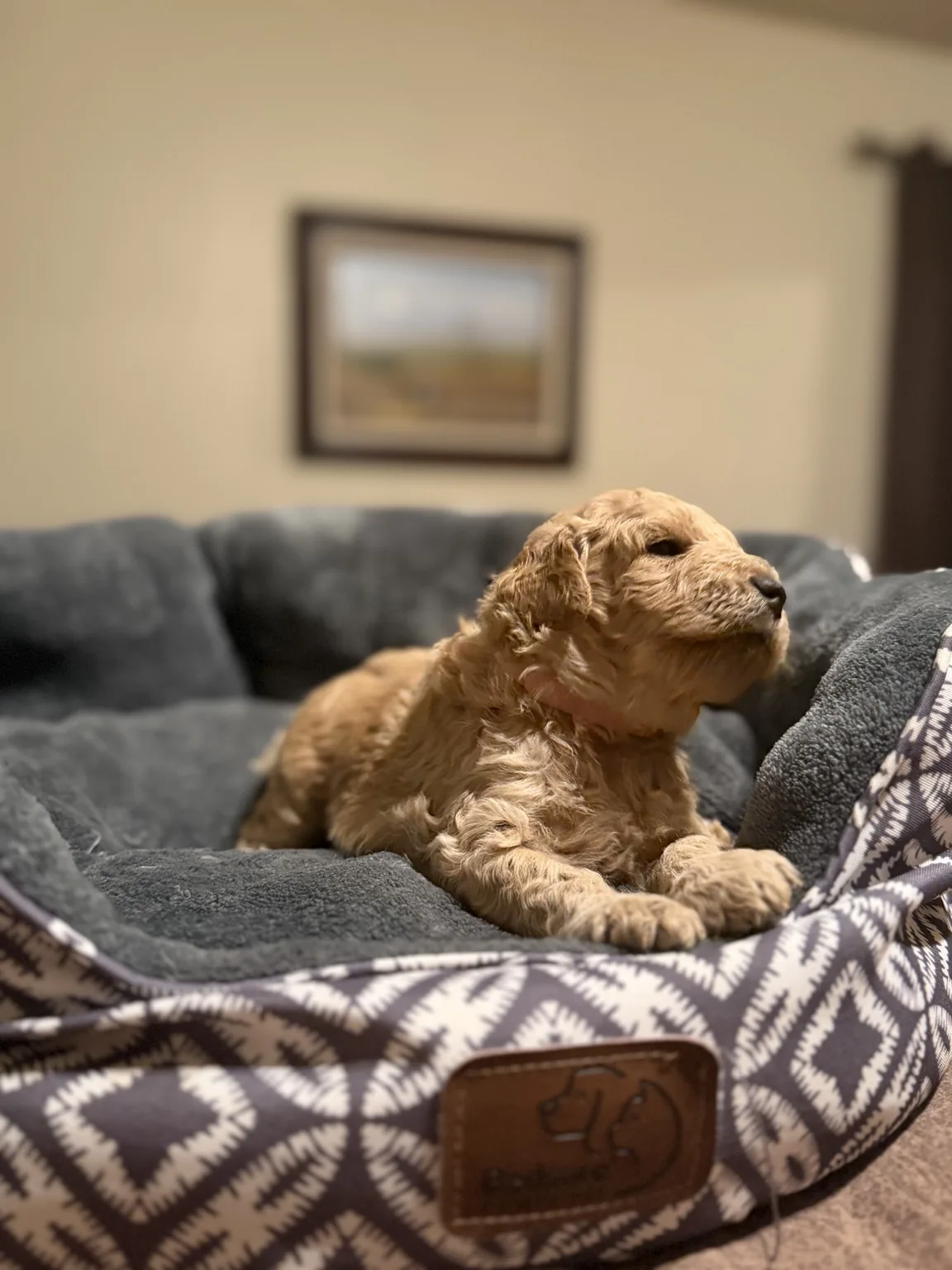 Abby Goldendoodle and Mini Poodle mix puppy photo