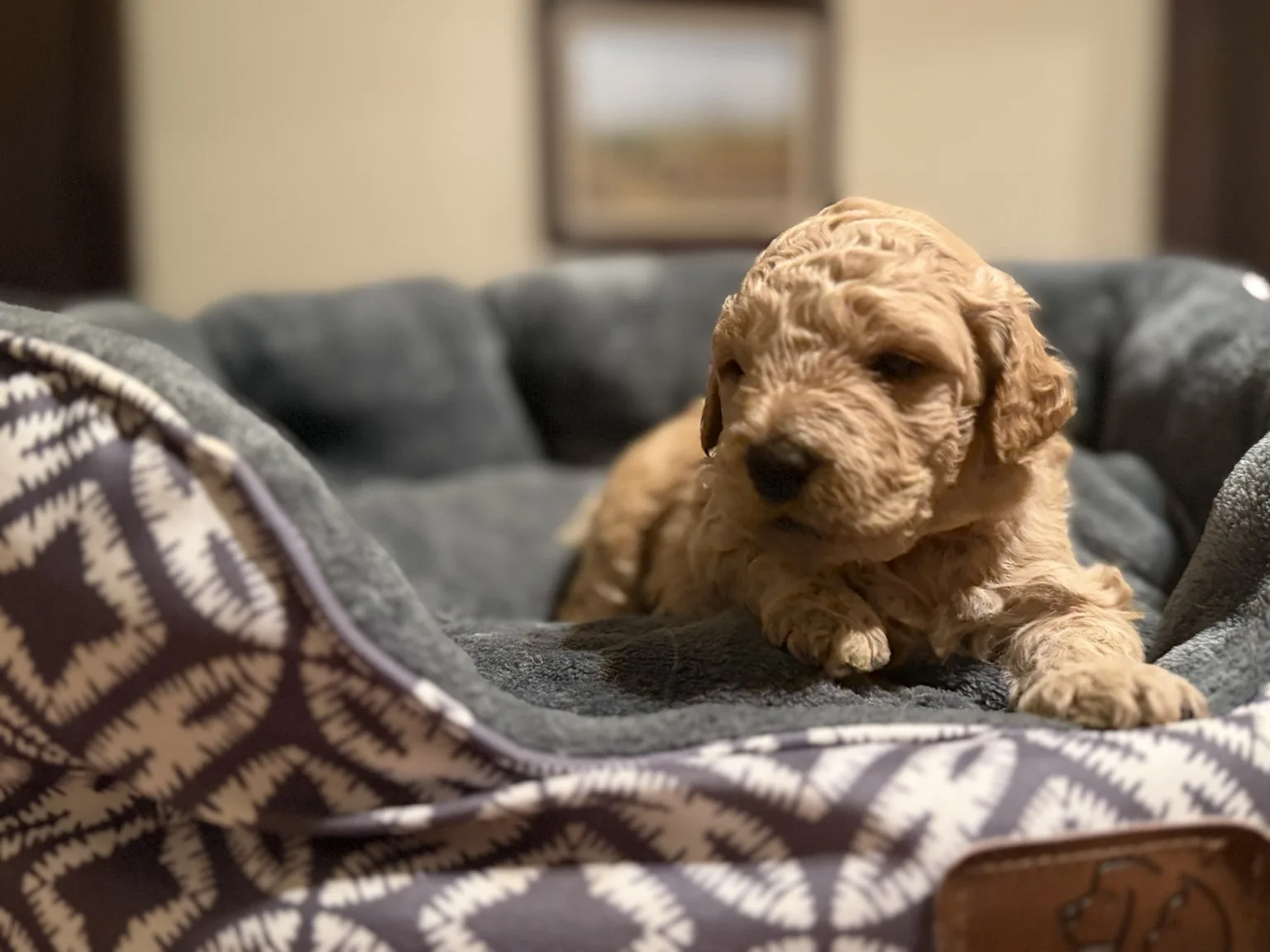 Abby Goldendoodle and Mini Poodle mix puppy photo