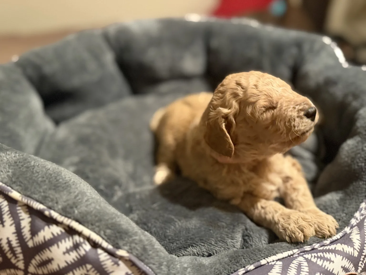 Abby Goldendoodle and Mini Poodle mix puppy photo