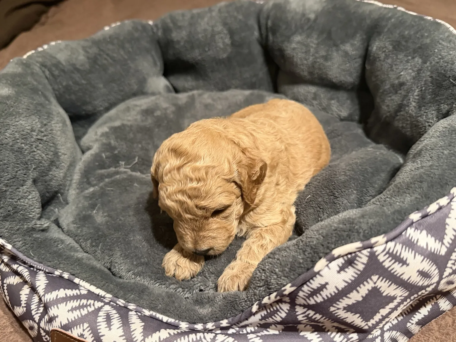Abby Goldendoodle and Mini Poodle mix puppy photo