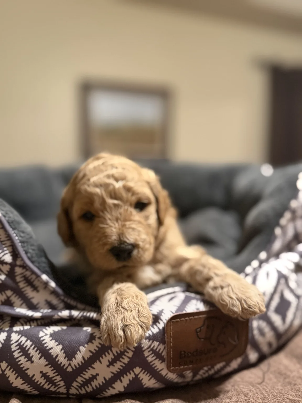 Apricot puppy