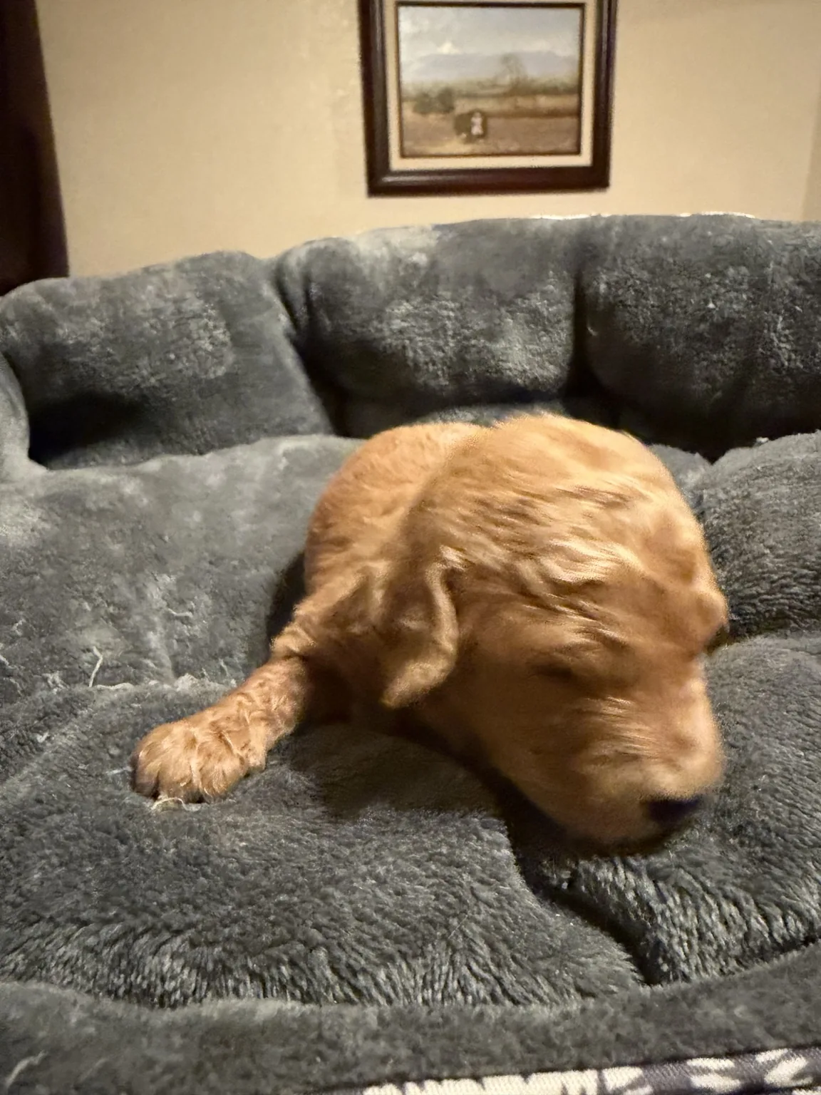 Bailey Goldendoodle and Mini Poodle mix puppy photo