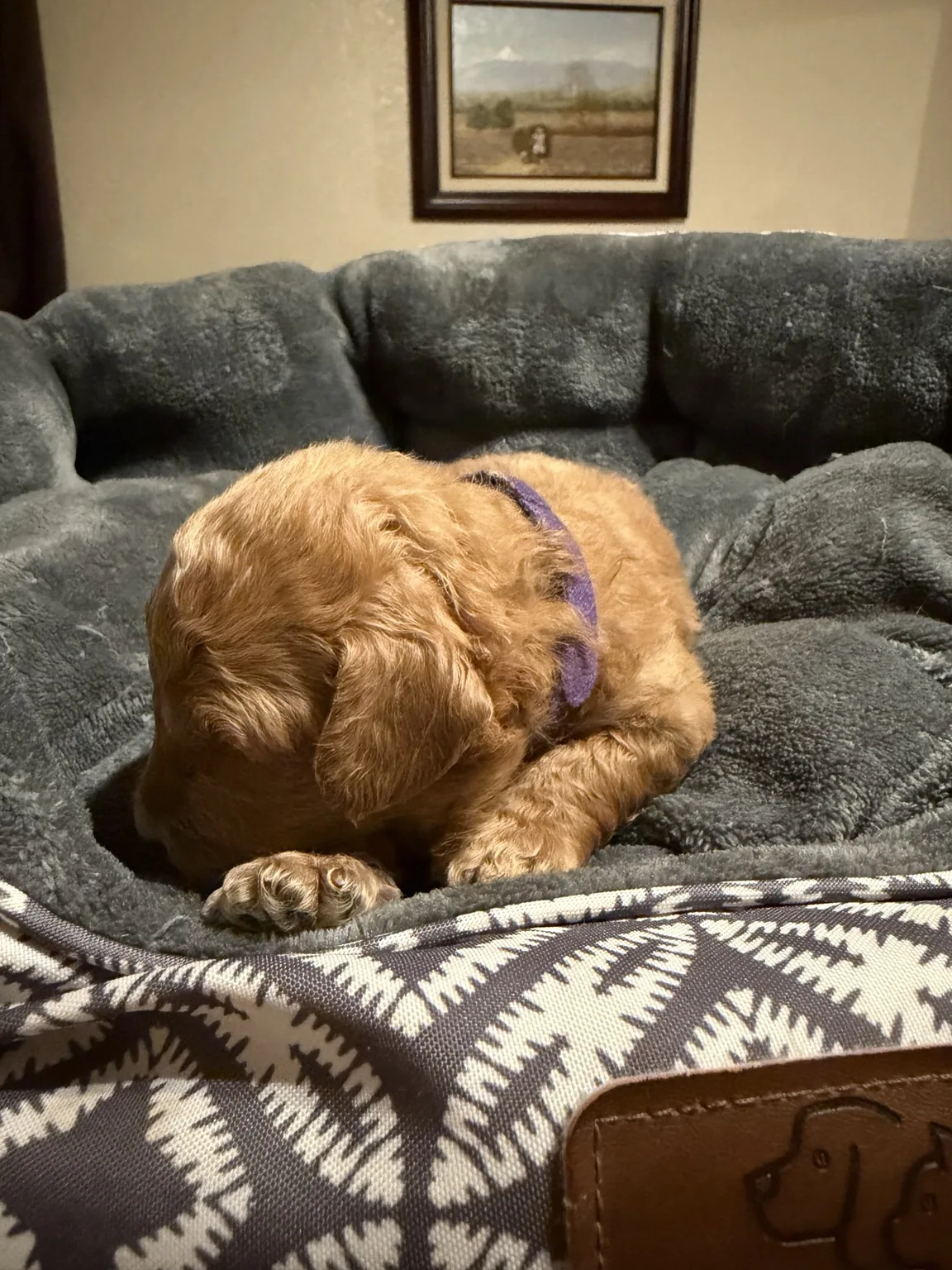 Bailey Goldendoodle and Mini Poodle mix puppy photo