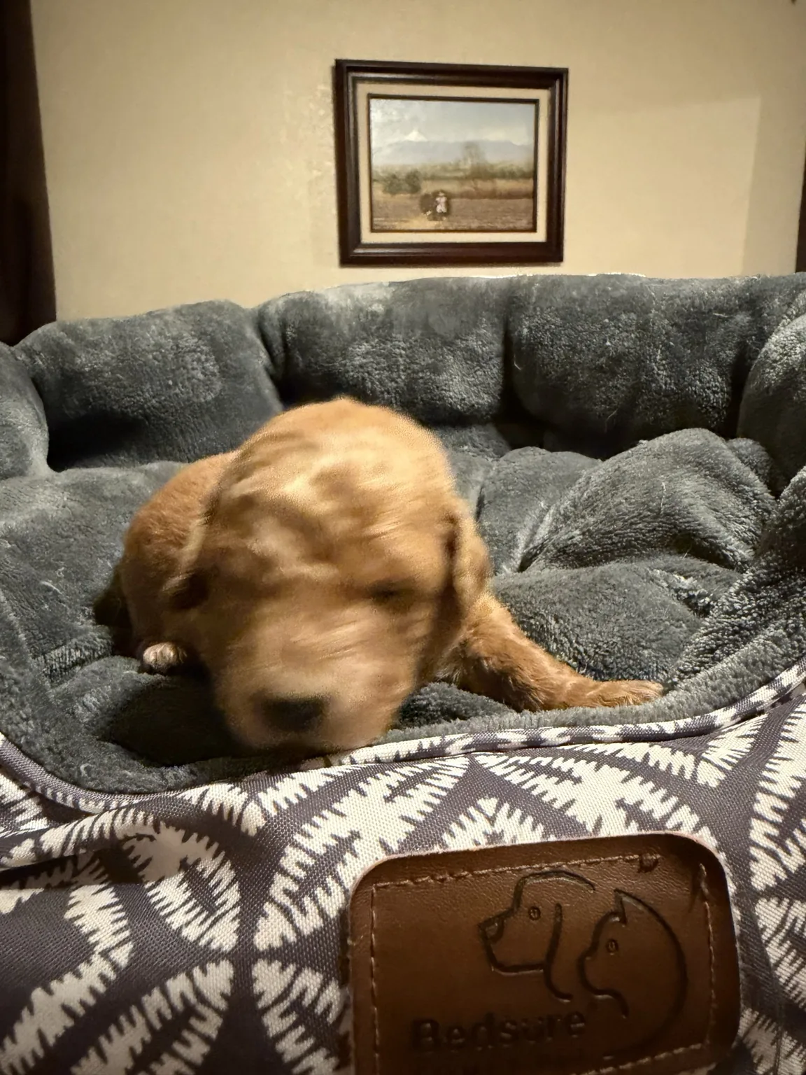 Bailey Goldendoodle and Mini Poodle mix puppy photo