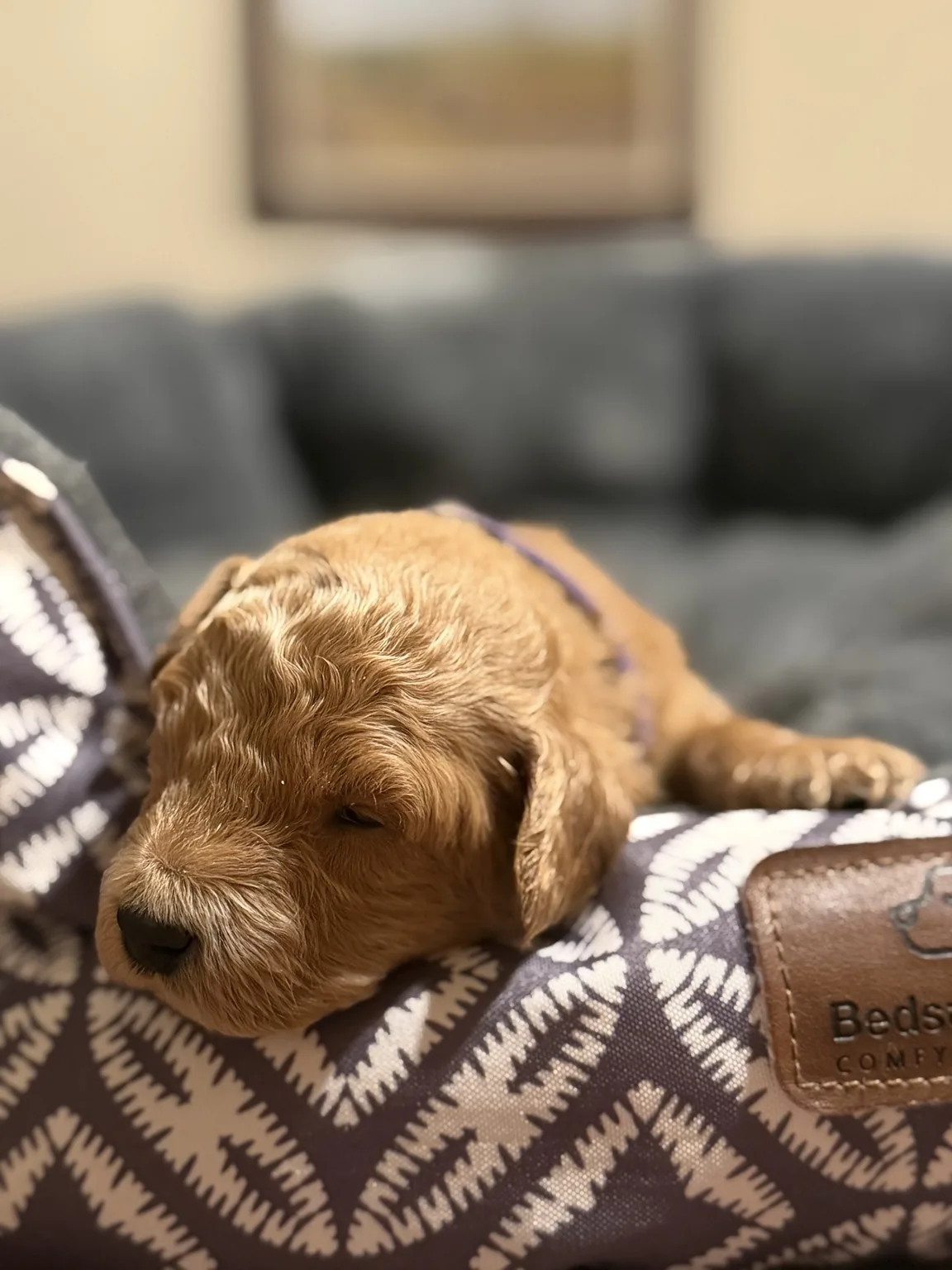 Bailey Goldendoodle and Mini Poodle mix puppy photo