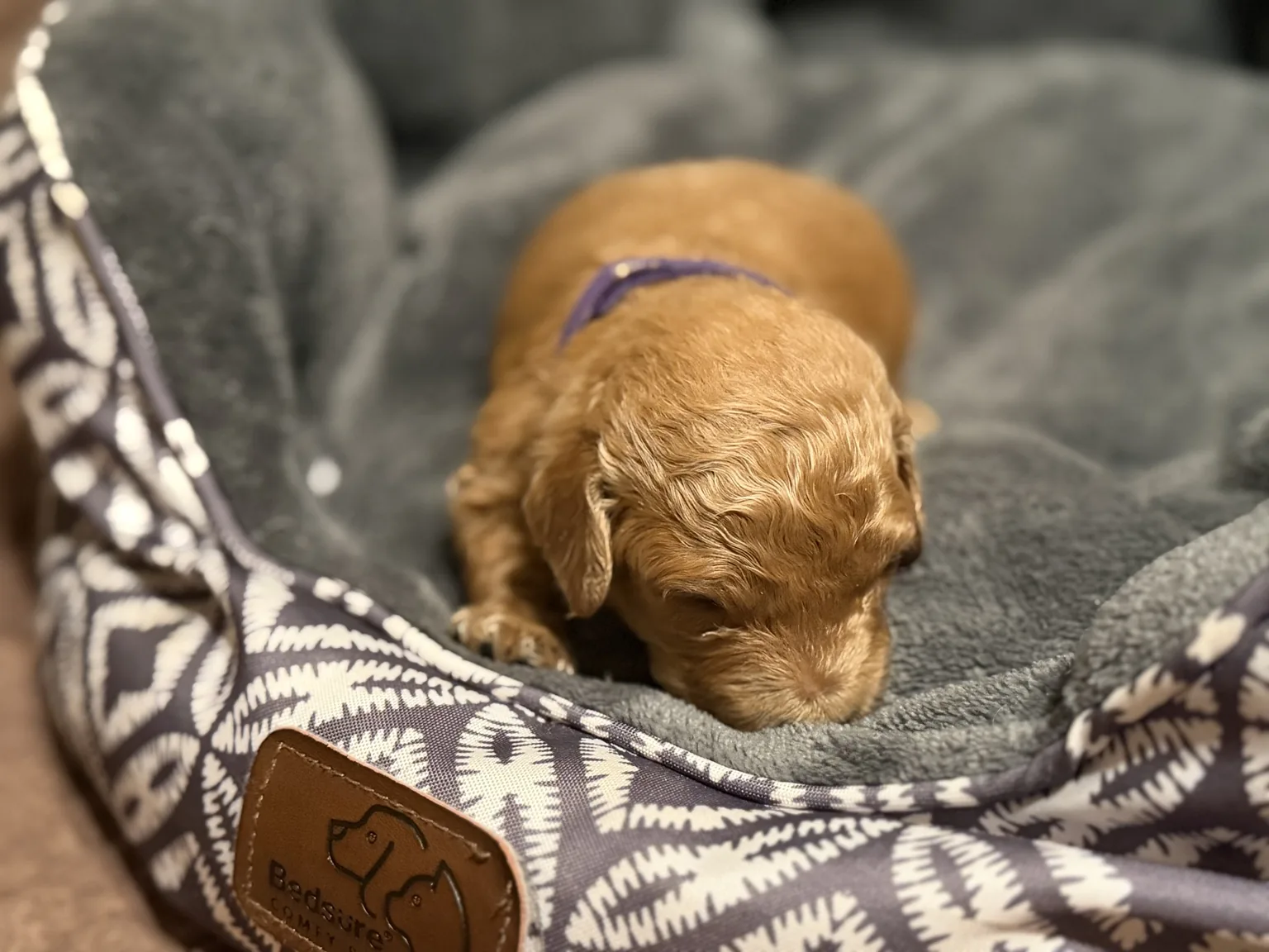 Red-apricot puppy