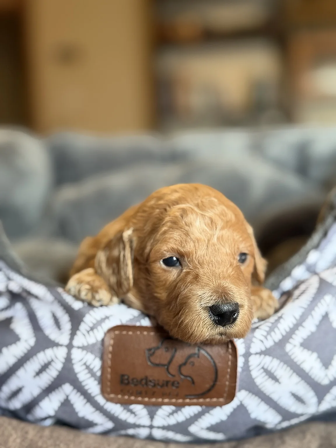 Bailey, Mini Goldendoodle puppy