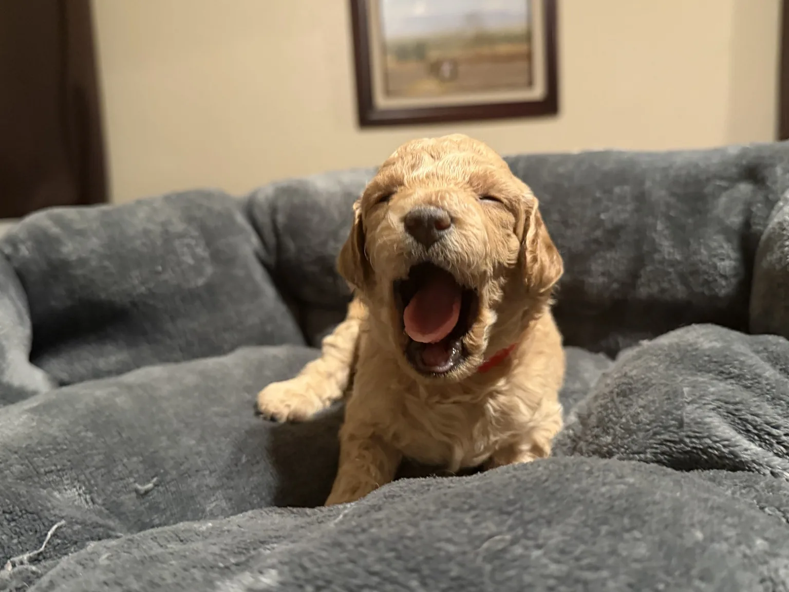 Belle Goldendoodle and Mini Poodle mix puppy photo