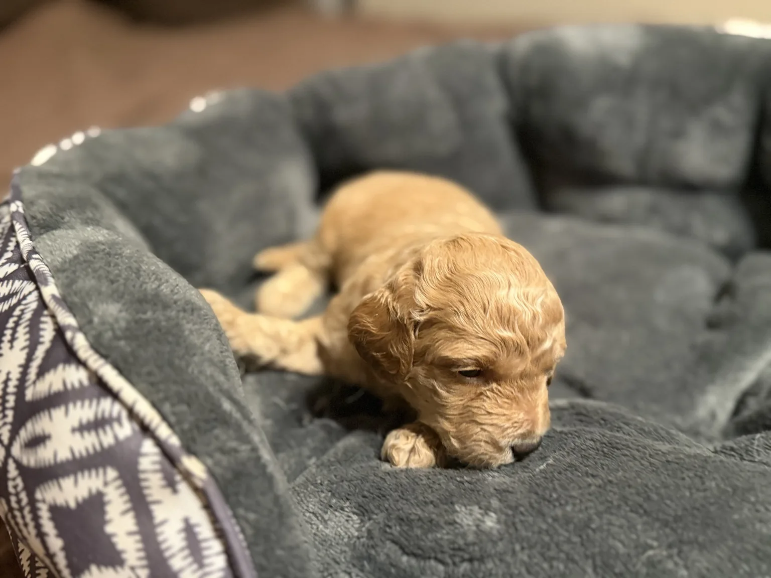 Belle Goldendoodle and Mini Poodle mix puppy photo