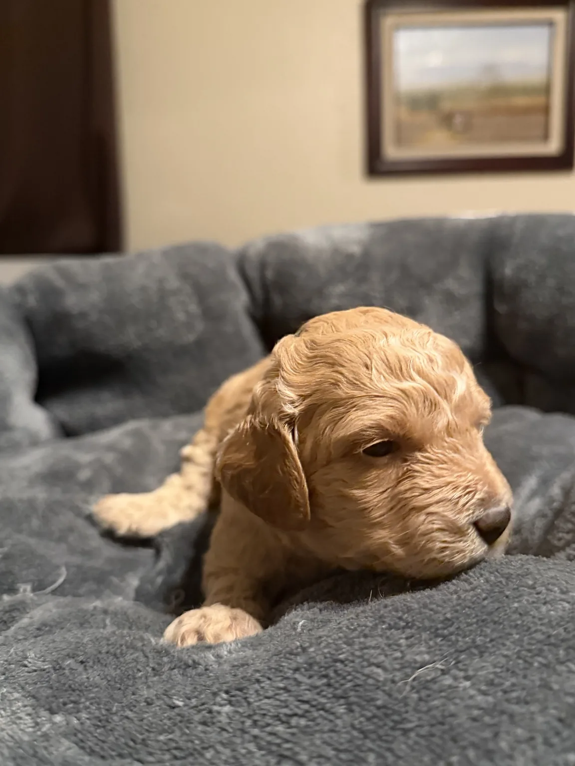 Belle Goldendoodle and Mini Poodle mix puppy photo