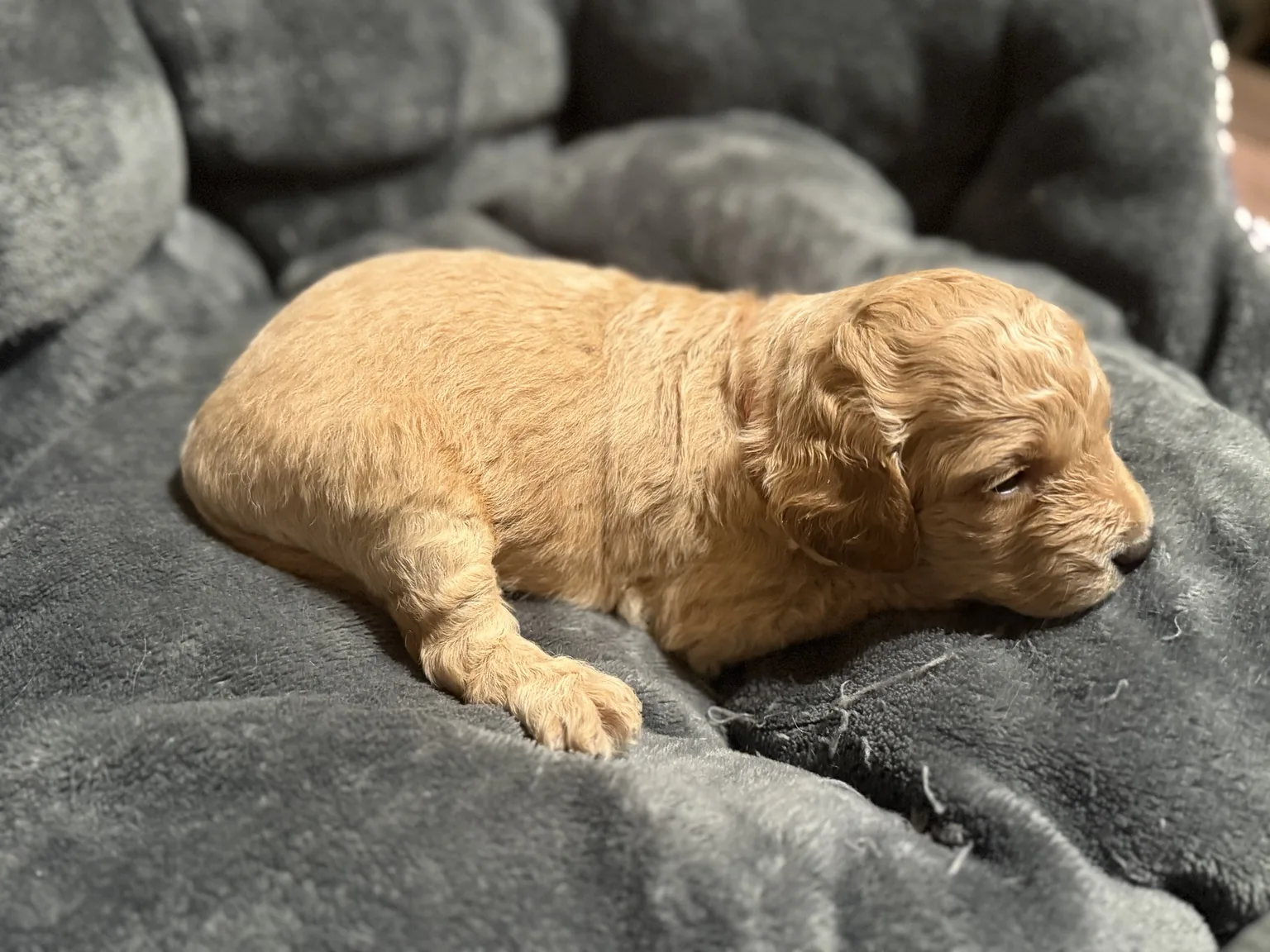 Belle Goldendoodle and Mini Poodle mix puppy photo