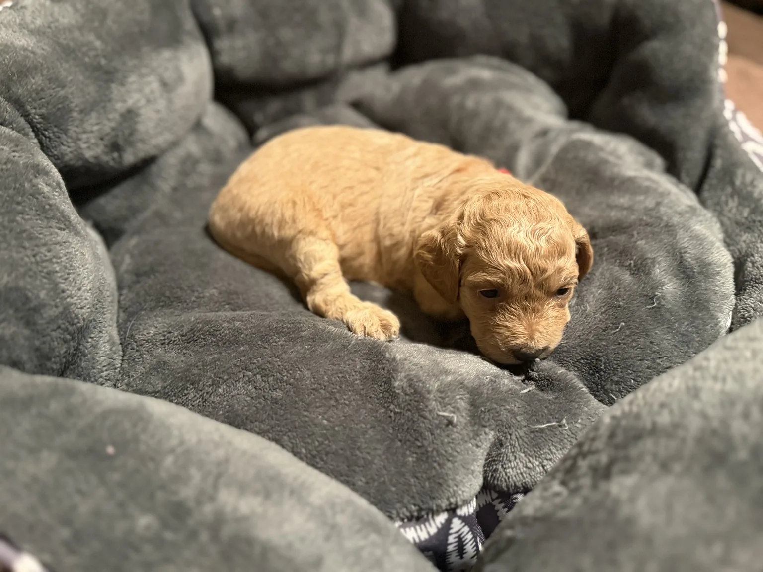Belle Goldendoodle and Mini Poodle mix puppy photo