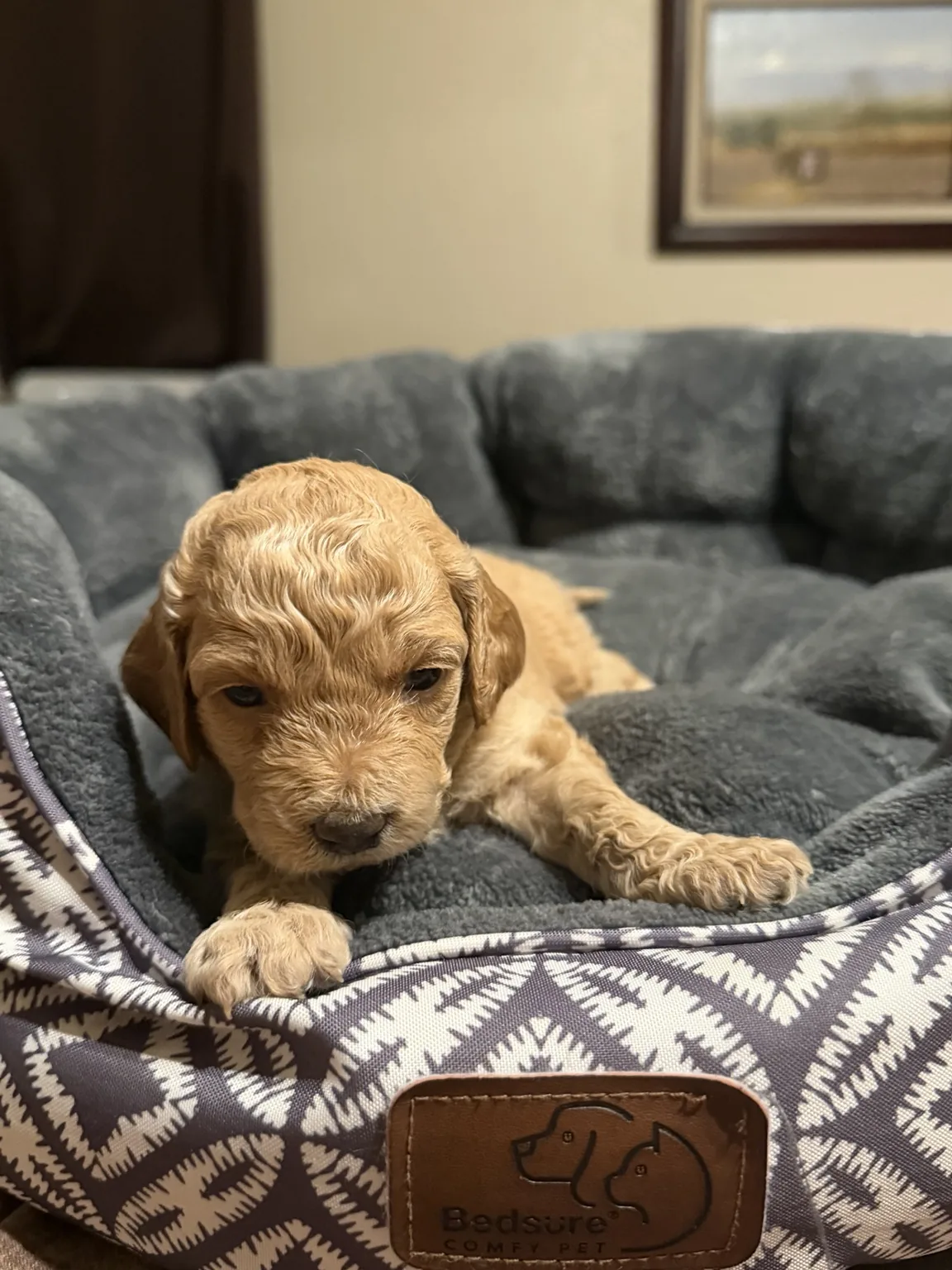 Belle Goldendoodle and Mini Poodle mix puppy photo