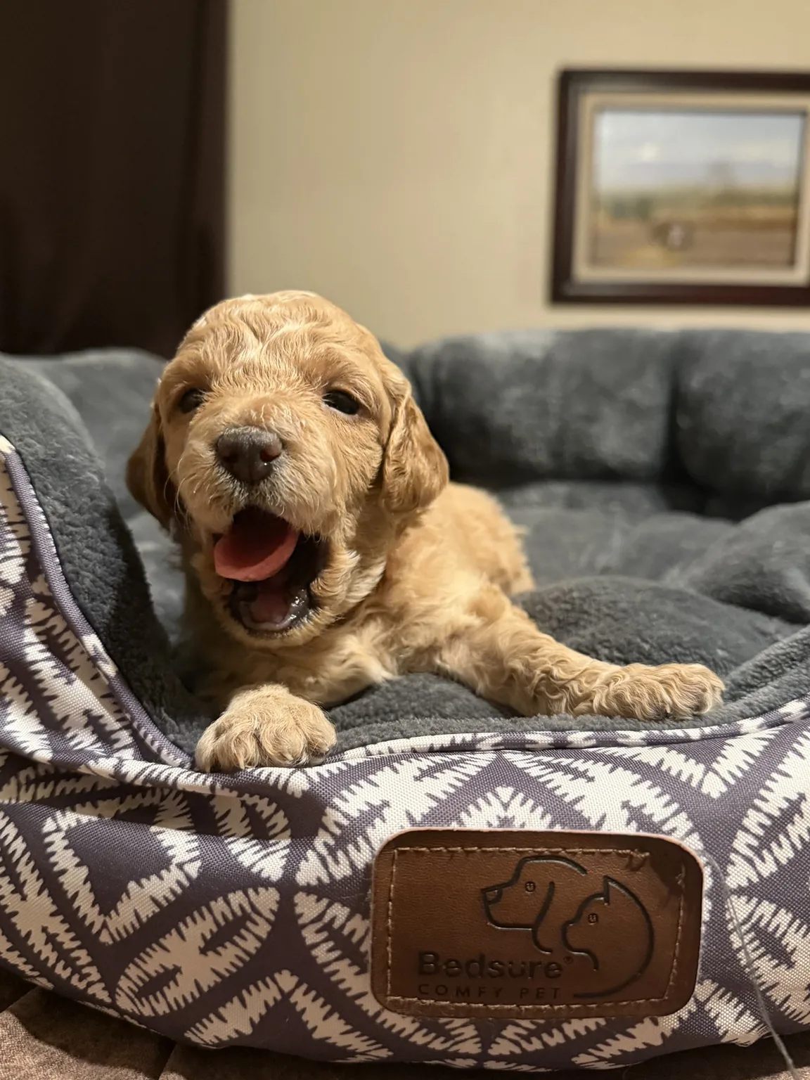 Belle Goldendoodle and Mini Poodle mix puppy photo