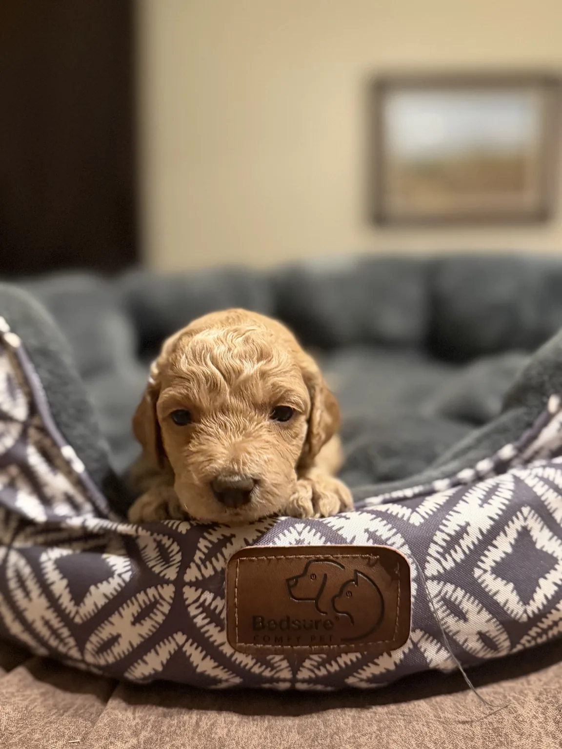Belle, female puppy