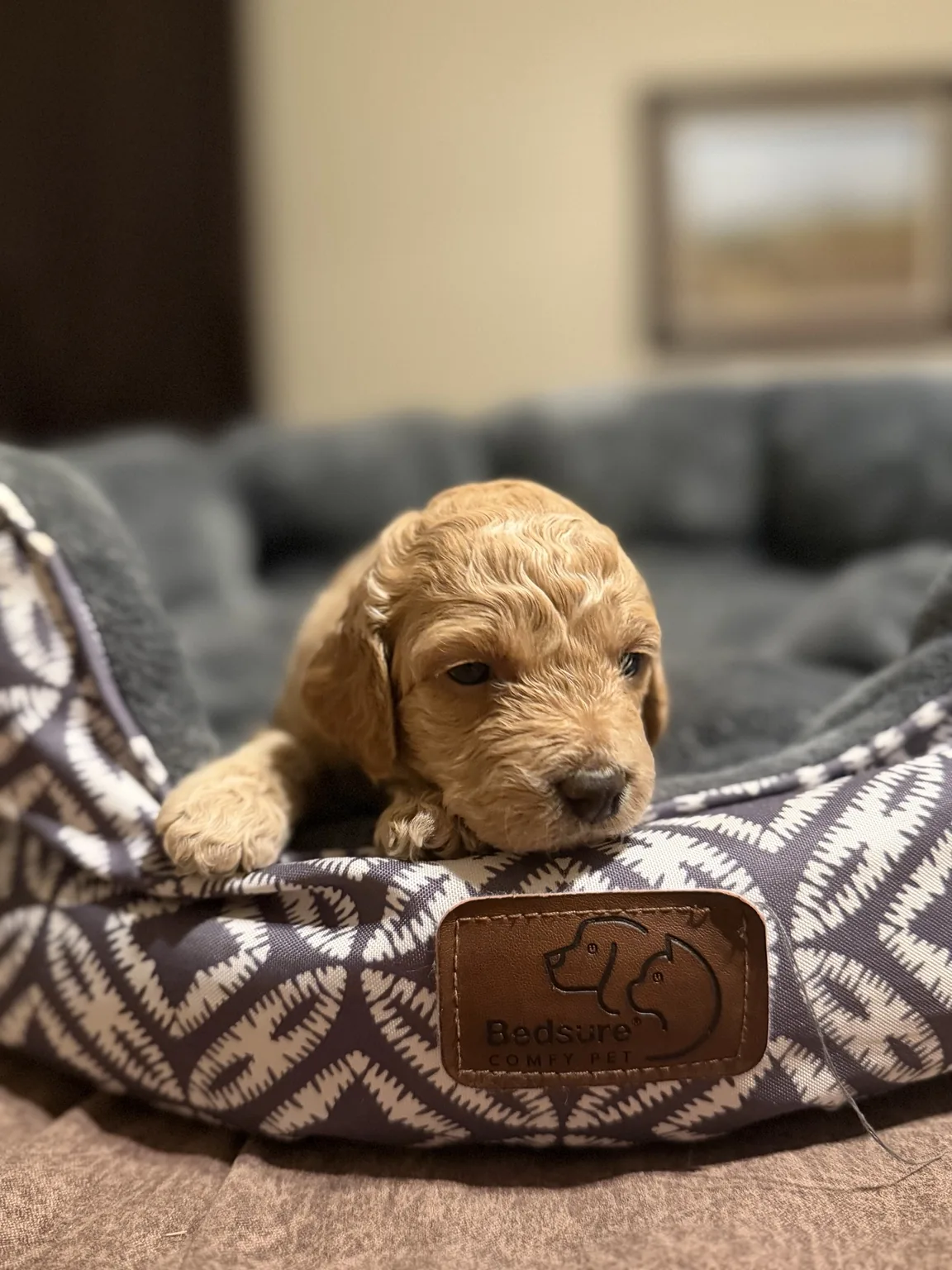Belle Goldendoodle and Mini Poodle mix puppy photo