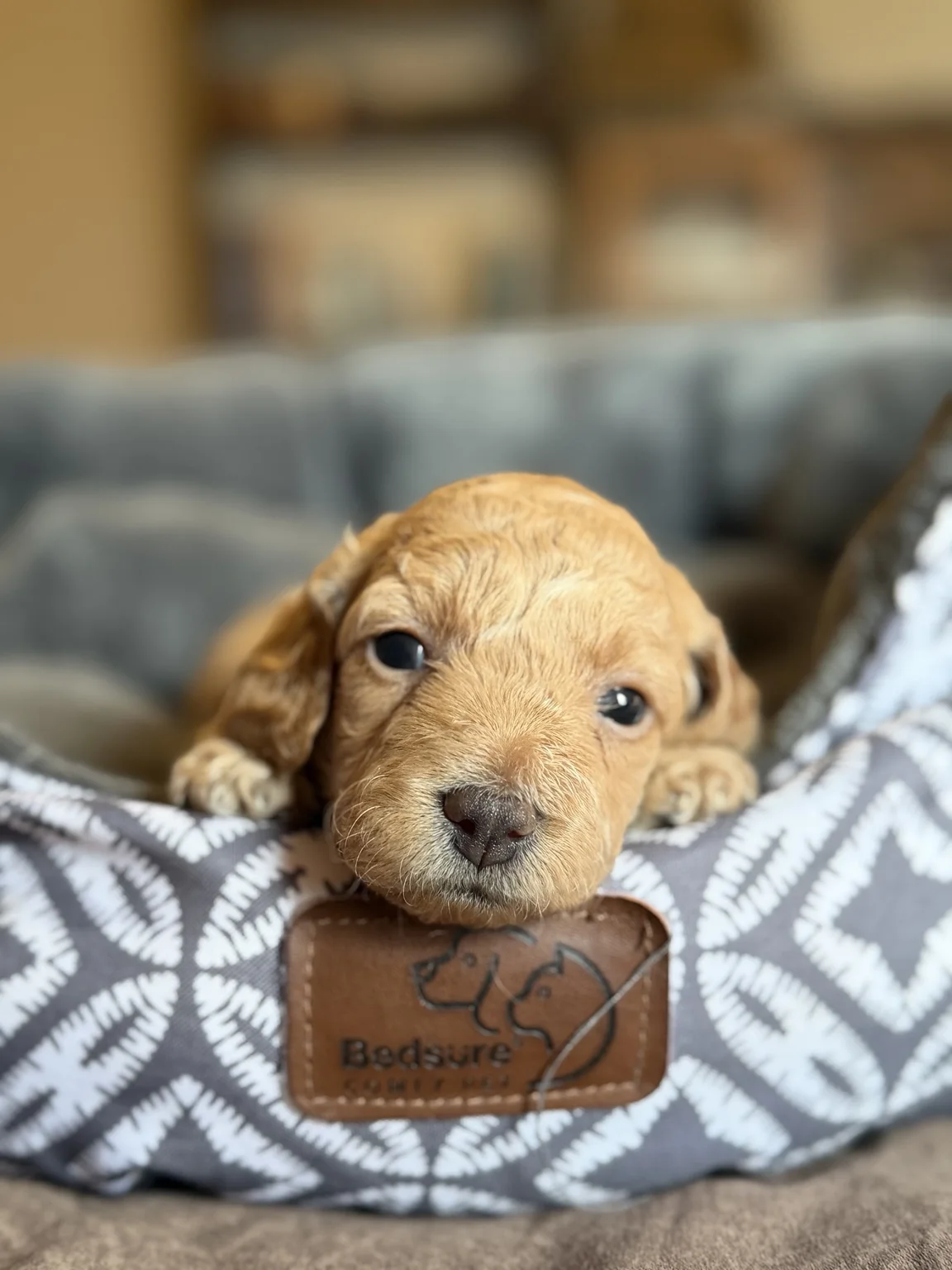 Belle, Mini Goldendoodle puppy