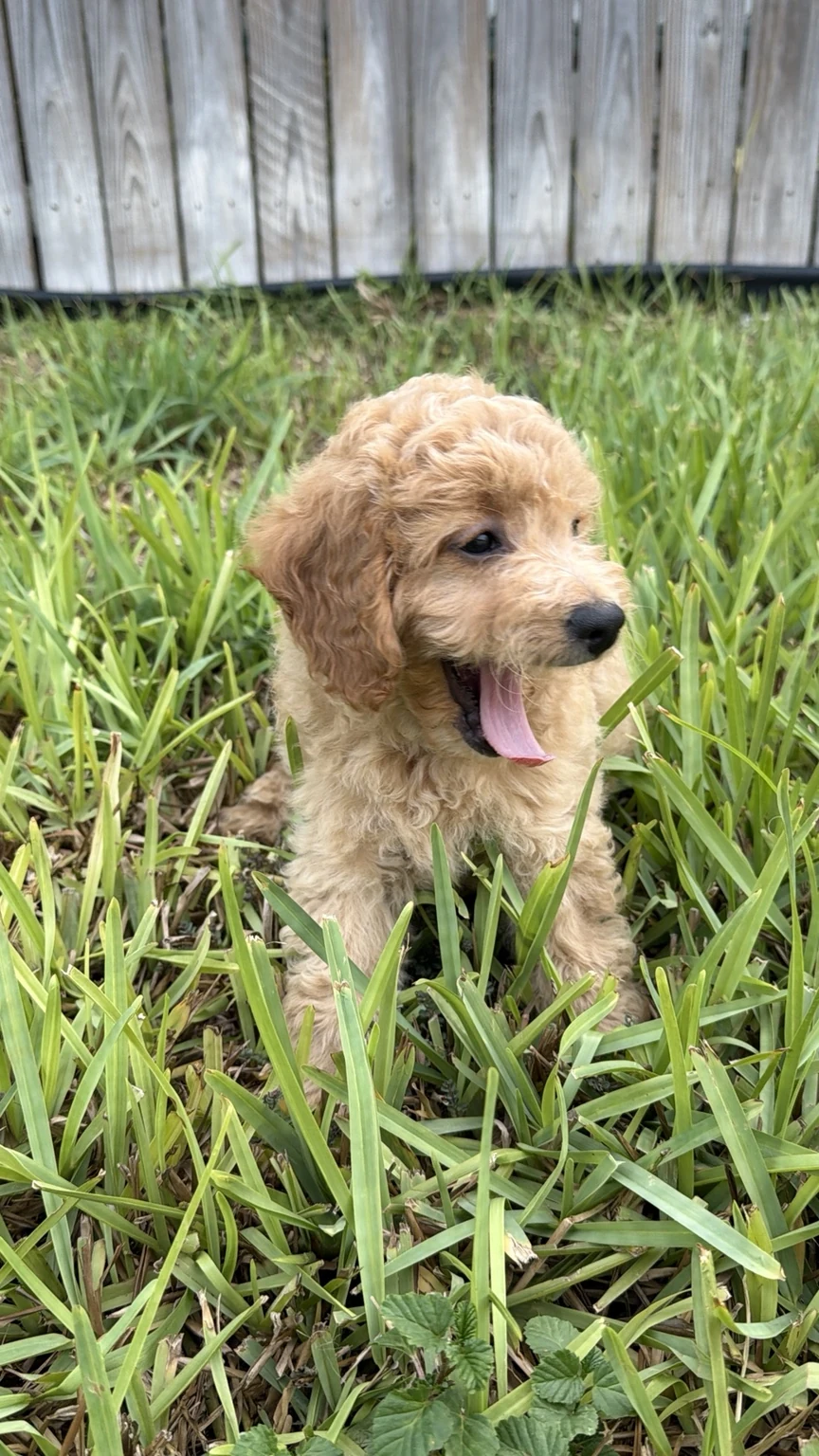 Belle Mini Goldendoodle puppy photo