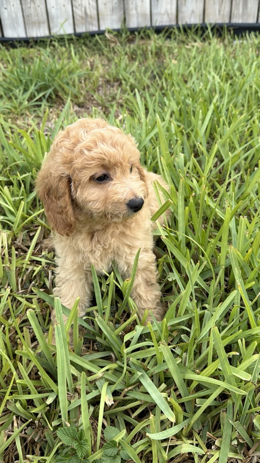 Belle Mini Goldendoodle puppy photo