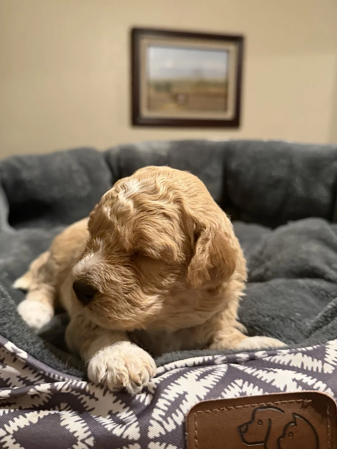 Charlie, male puppy
