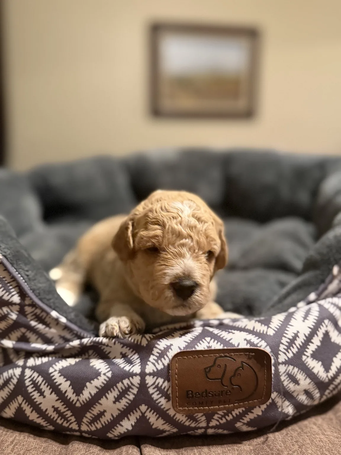 Charlie Goldendoodle and Mini Poodle mix puppy photo