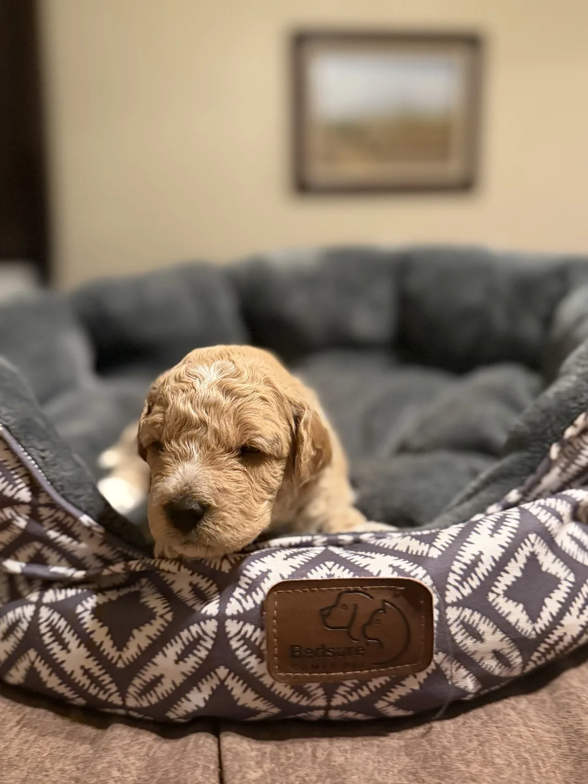 Charlie Goldendoodle and Mini Poodle mix puppy photo