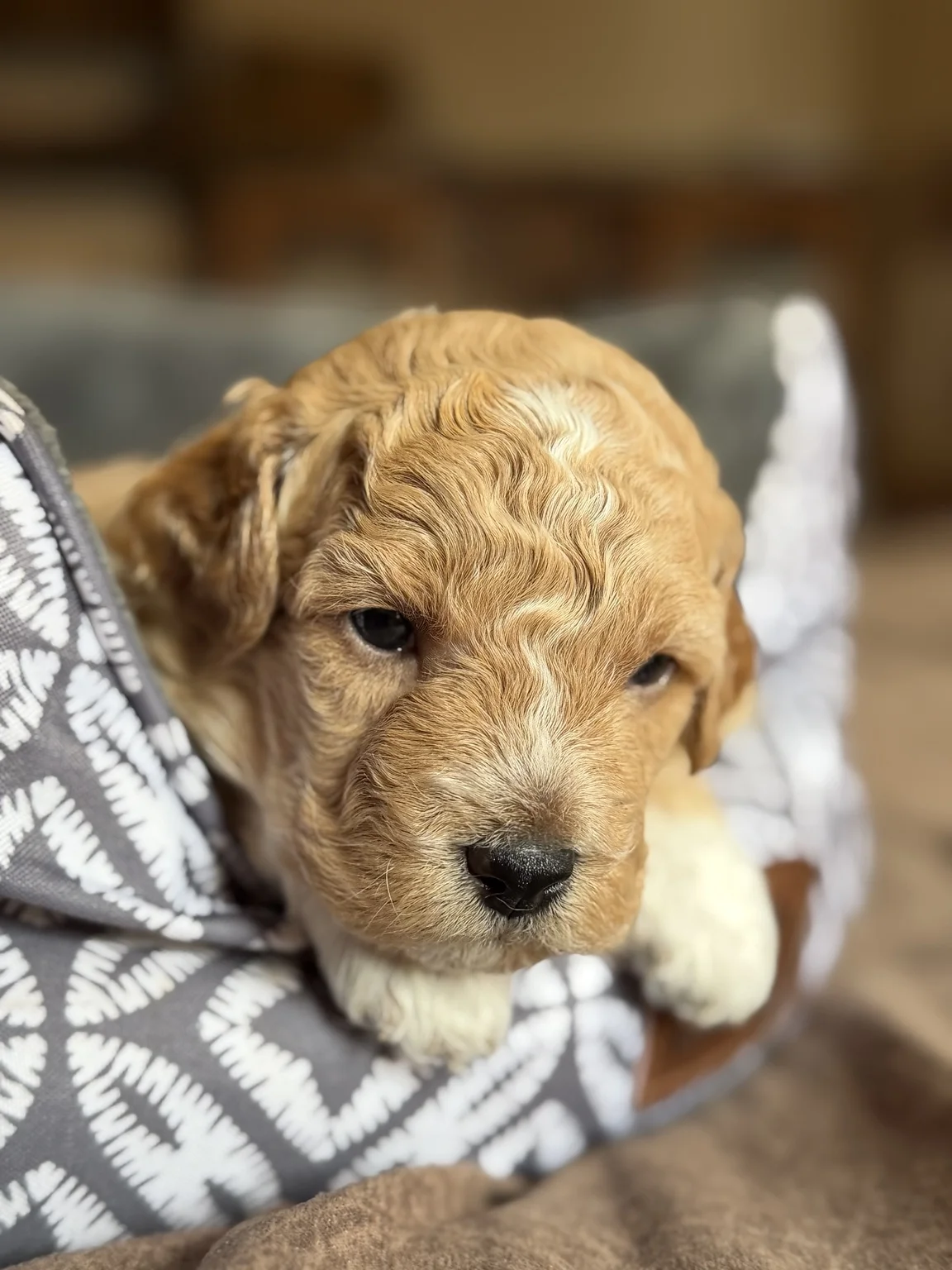 Charlie, Mini Goldendoodle puppy