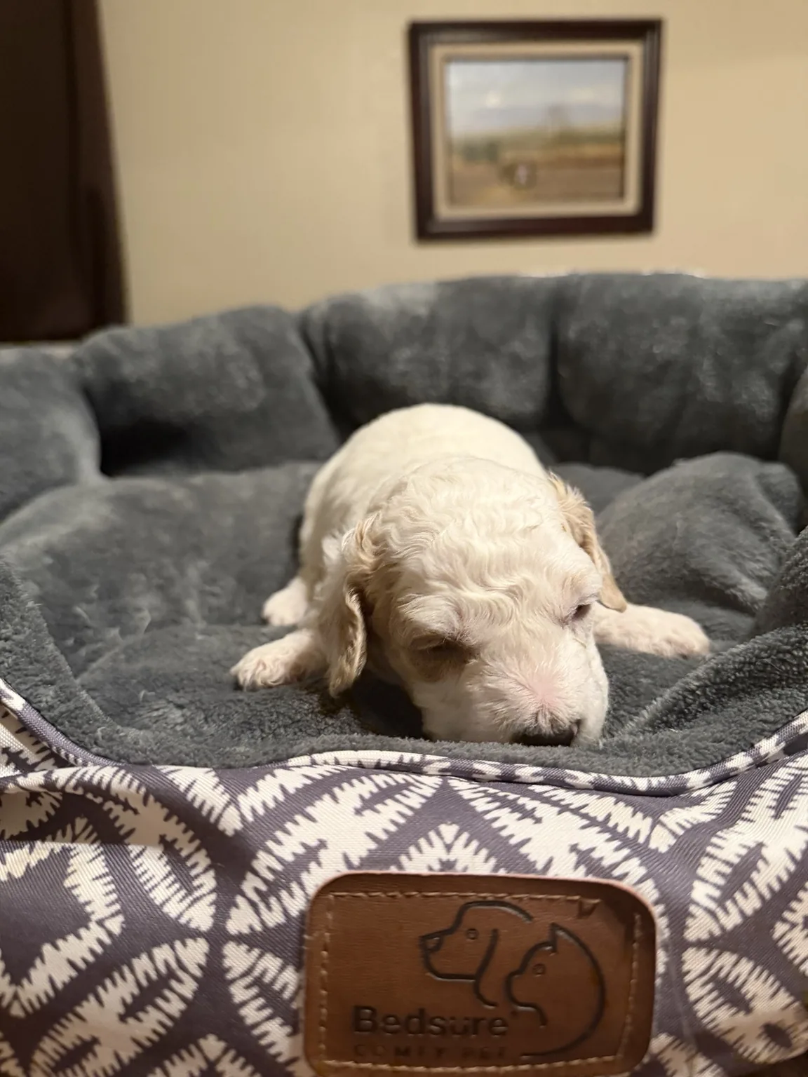Cooper Goldendoodle and Mini Poodle mix puppy photo