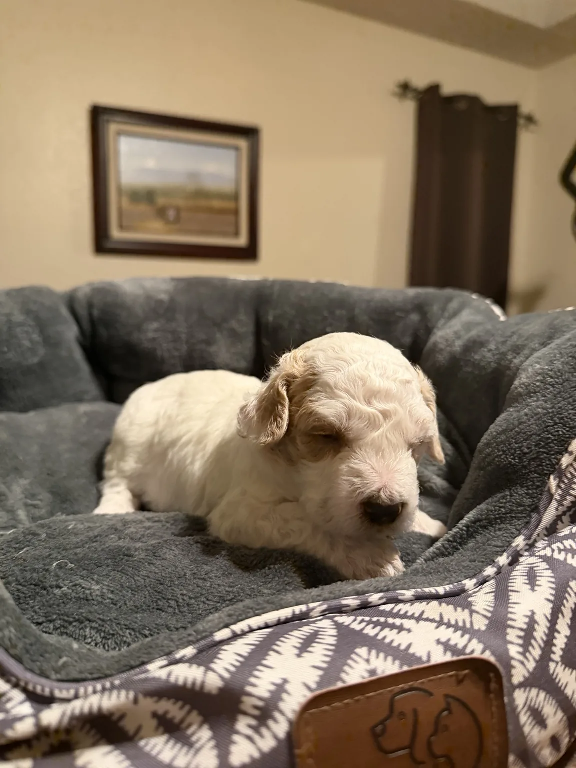 Cream and apricot puppy