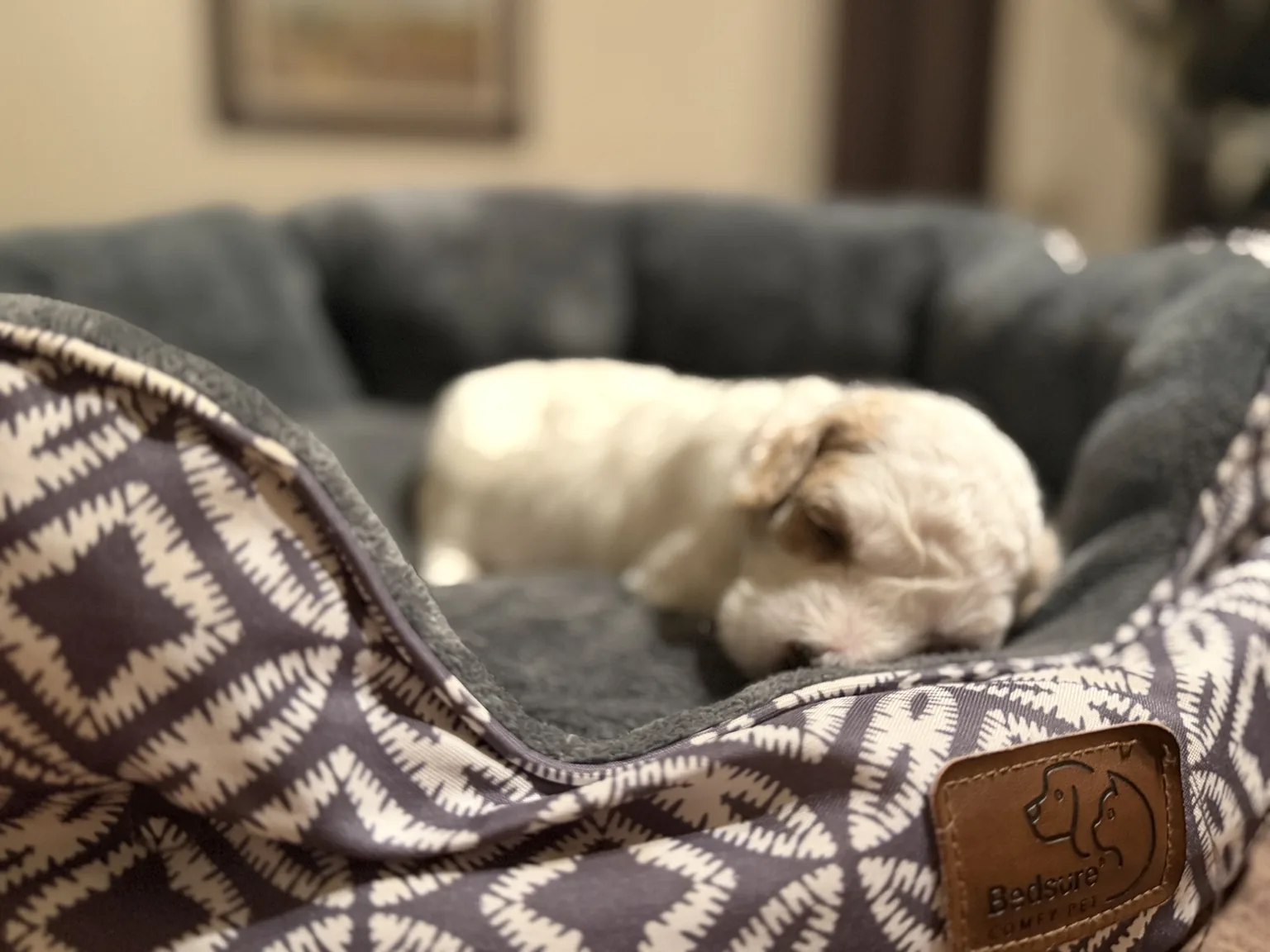 Cooper Goldendoodle and Mini Poodle mix puppy photo