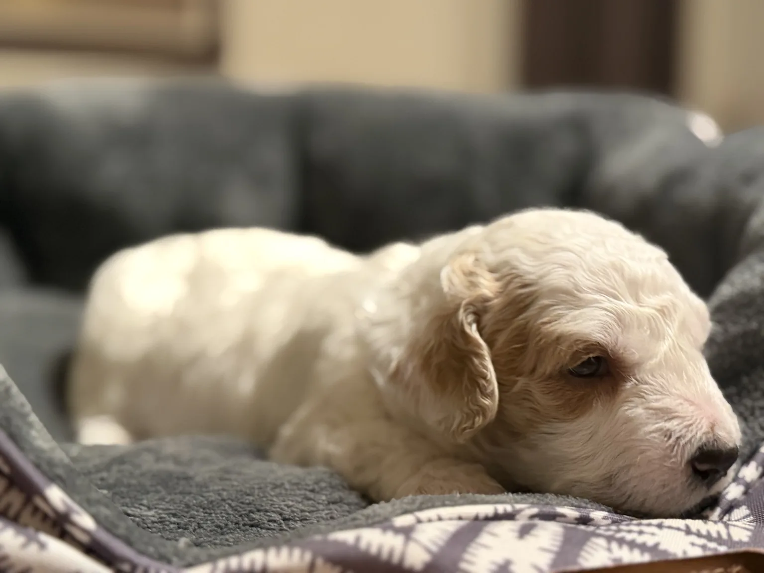 Cooper Goldendoodle and Mini Poodle mix puppy photo
