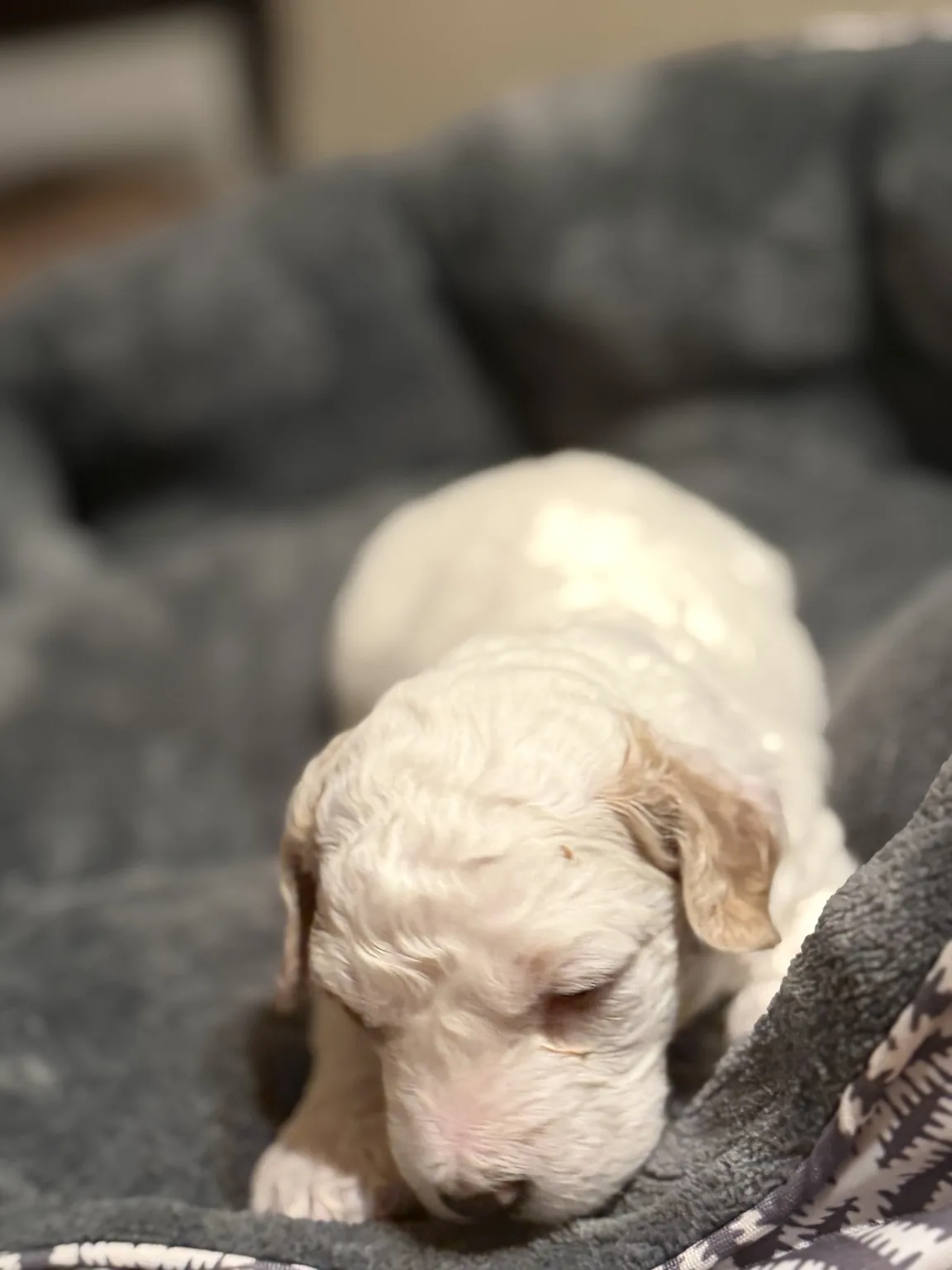 Cooper Goldendoodle and Mini Poodle mix puppy photo