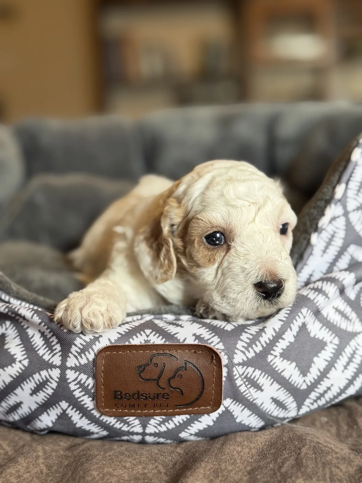 Cooper, Mini Goldendoodle puppy