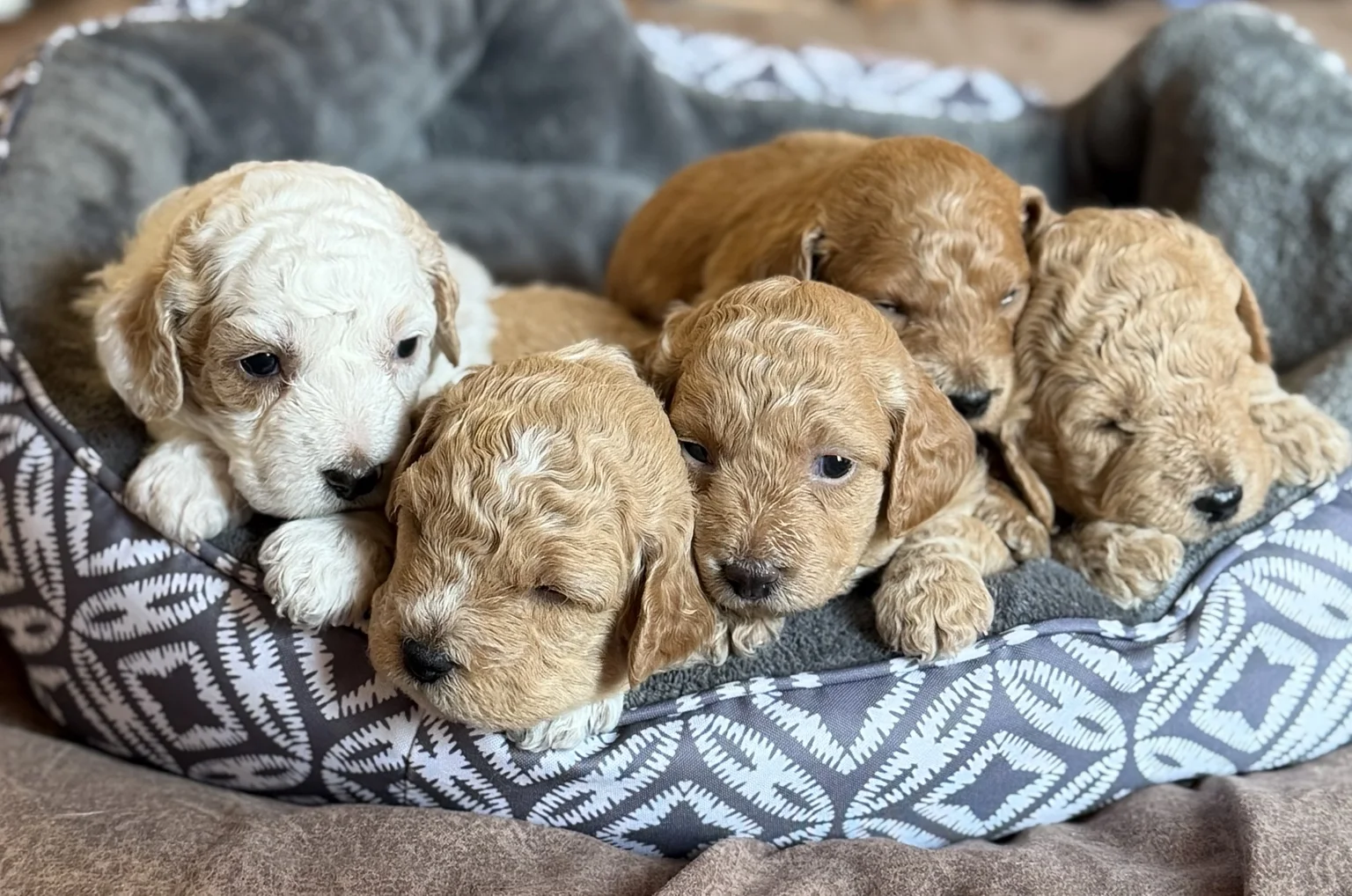 Cinco cachorros Mini Goldendoodle juntos