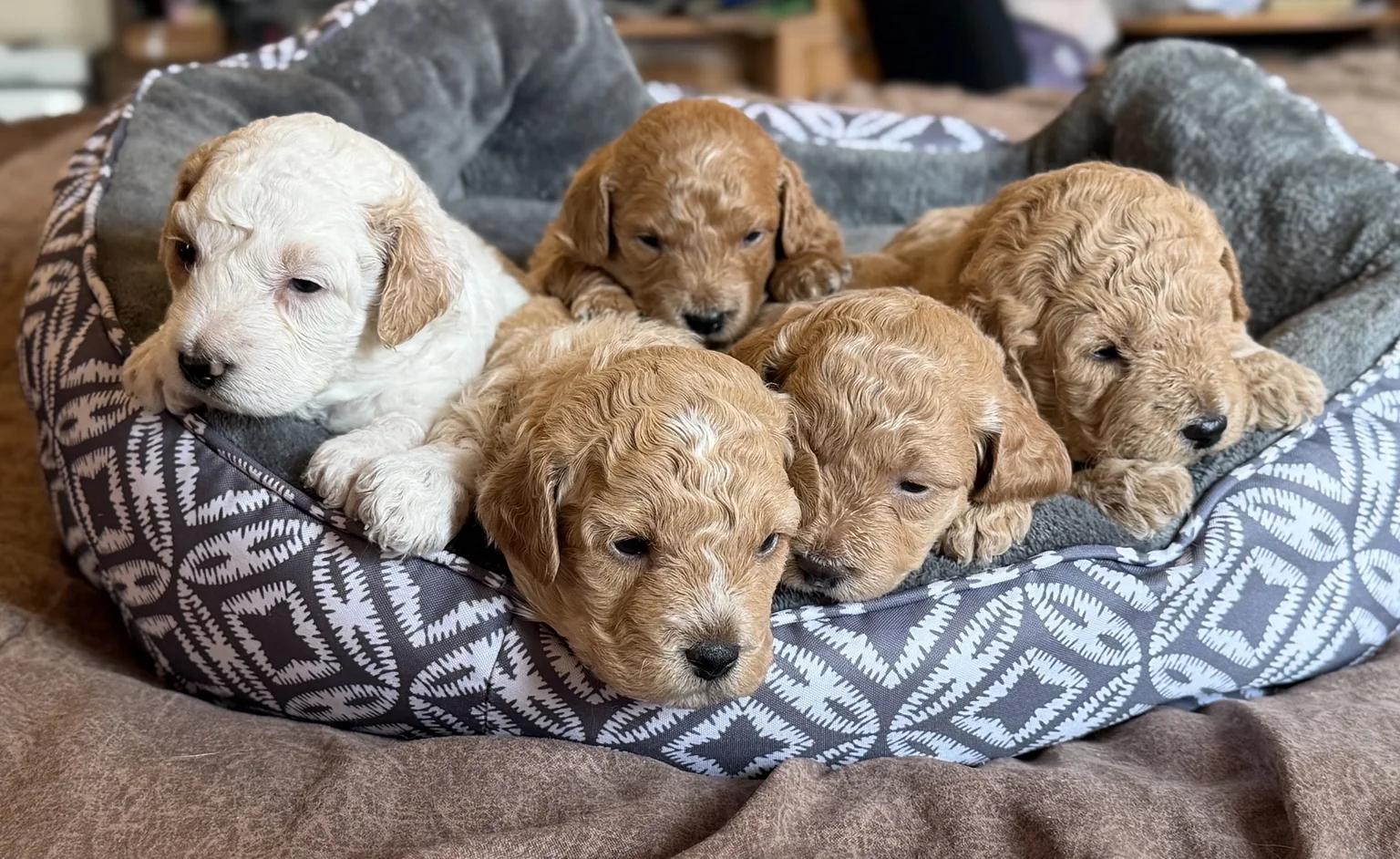 Cinco cachorros Mini Goldendoodle juntos