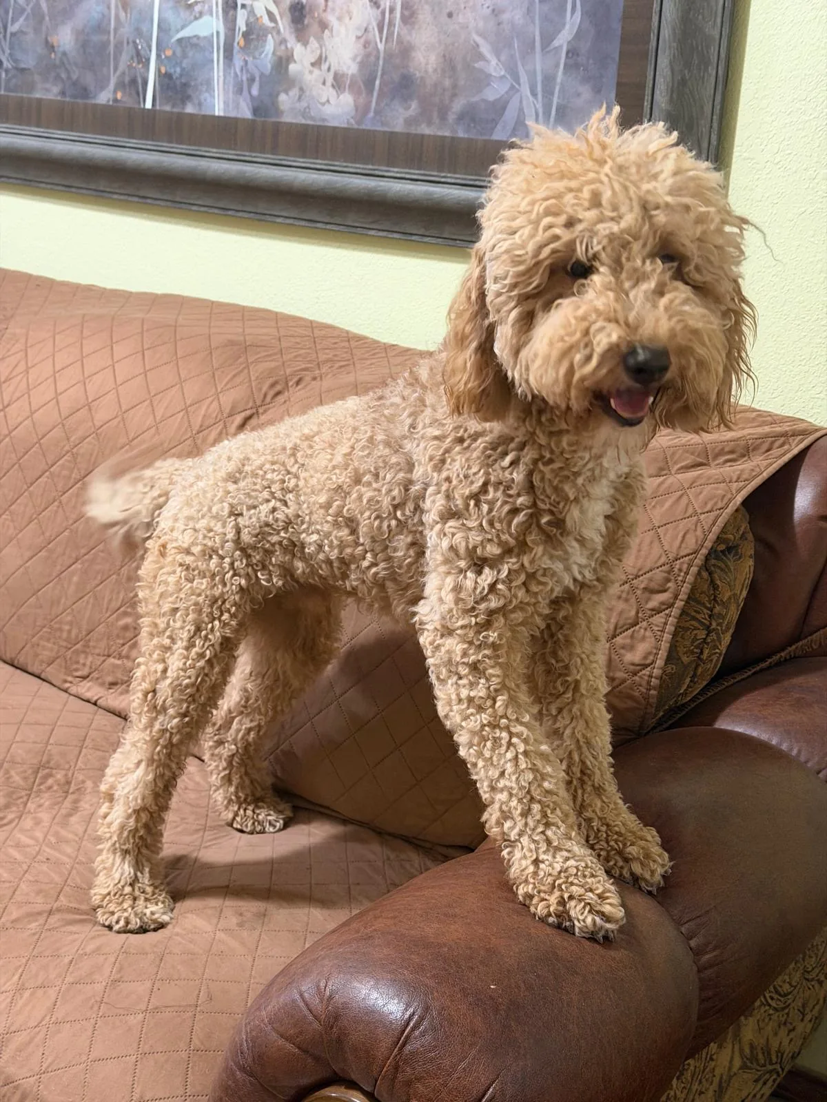 Max, father of the puppies